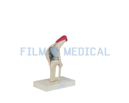 Anatomical Knee Joint Model